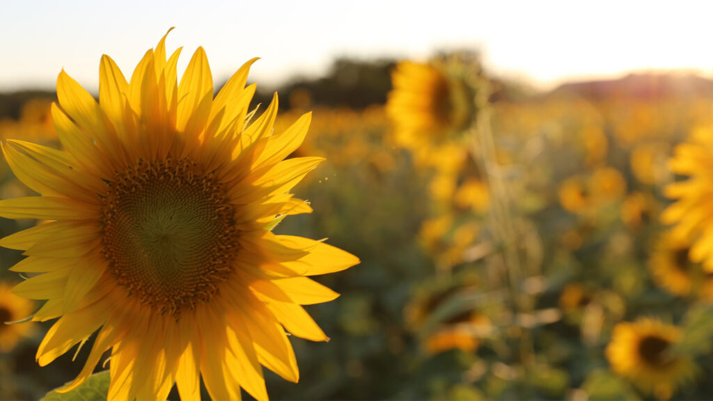 Fleure de tournesol prise de près avec un flou d'arrière-plan