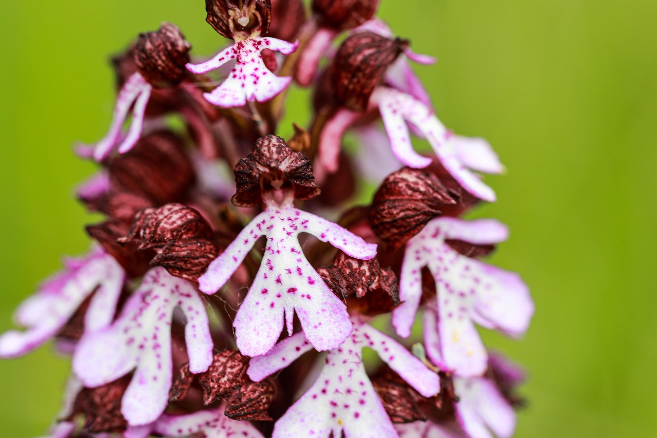 orchidée violette avec des pétales en forme de bonhommes reliés les uns aux autres